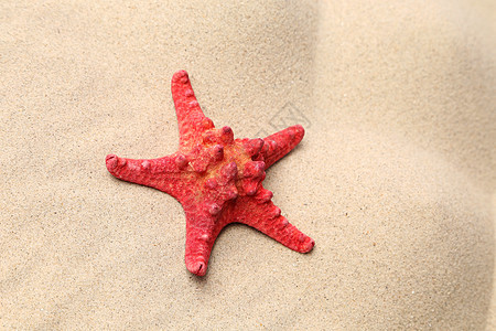 沙底的红海星棕色海星矿物条纹假期风景海洋海滩活力情绪图片
