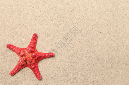沙底的红海星褐色海滩活力收藏矿物黄色橙子海洋假期风景图片