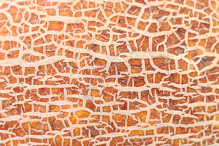 瓜皮质贴近了宏观蜂蜜食物皮肤黄色白色美食橙子植物水果图片