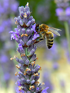 L'abeille 和拉梅林德图片