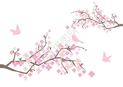樱桃枝植物学叶子樱花粉色花园插图植物季节花瓣图片