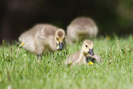 加拿大在草地上行走的雪雁咆哮婴儿后代绿色小鹅羽毛野生动物动物黄色新生黑色图片