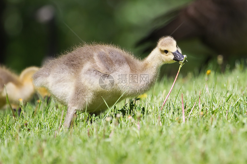 加拿大在草地上行走的雪雁咆哮绿色婴儿黑色黑雁新生小鹅水禽棕色动物野生动物图片