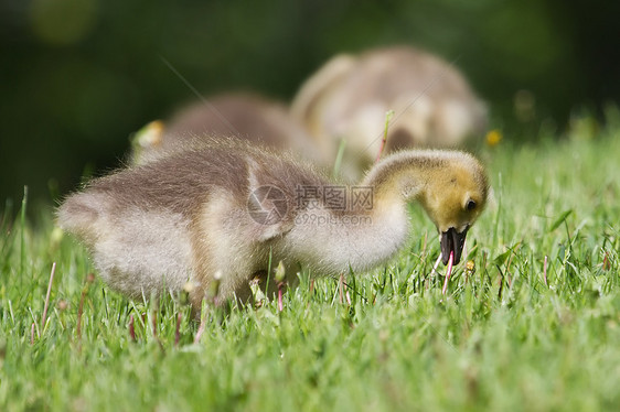 加拿大在草地上行走的雪雁咆哮黑雁黄色水禽羽毛动物小鹅黑色野生动物后代婴儿图片