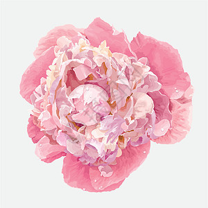 粉色牡丹花香味植物味道花瓣绘画艺术植物学婚礼插图奢华图片