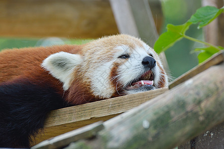 红熊猫趴在地上图片