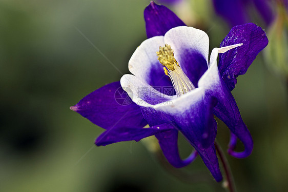 女方法律黄色植物群园艺宏观白色绿色植物学紫色蓝色花瓣图片