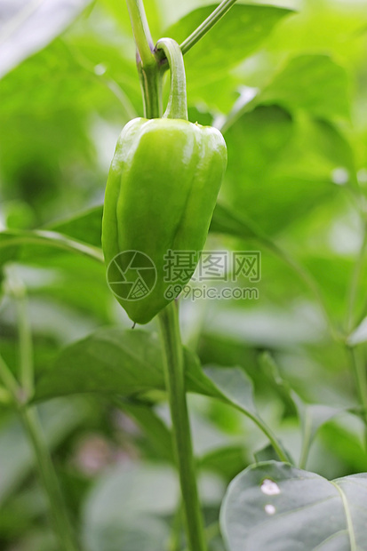 在床上生长的绿色甜辣椒农业蔬菜植物胡椒叶子健康食物农场季节树叶图片