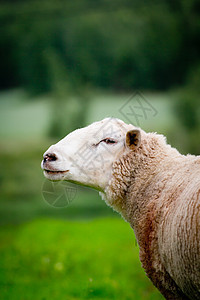 绿色的牛羊农田风景白色家畜季节性哺乳动物农场动物乡村季节图片