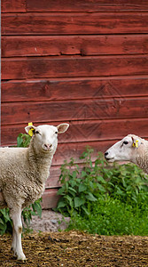 婴儿羊家畜风景动物白色场地牧场农业绿色季节乡村图片