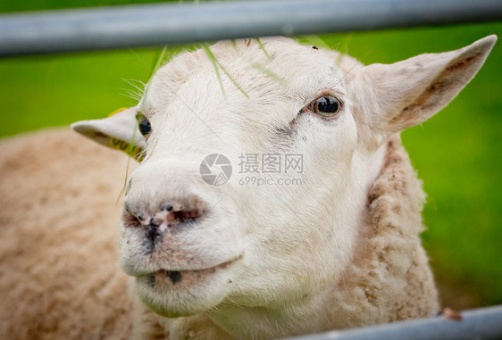 羊群的紧闭农业农场动物绿色乡村农村牧场白色家畜哺乳动物图片