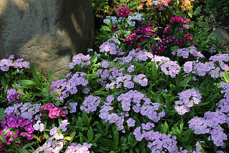 Dianthus 花花床图片