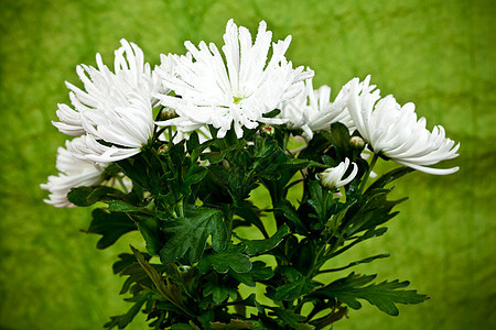 花花植物叶子白色花瓣植物群绿色生长植物学花园棕色花粉图片