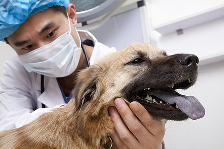 检查室有狗和狗的兽医主题医生宠物医院医学考场检查保健考试职业图片