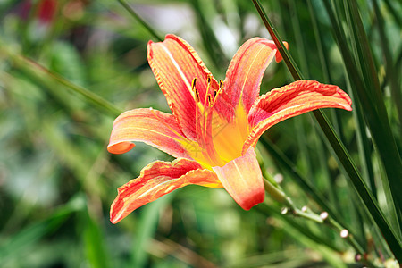 闪耀的莉莉生态花瓣场地植物叶子生长园艺环境草本植物花头图片