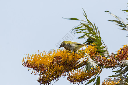 树上的黄色罗宾野生动物自然树叶胸部鸟类枝条图片