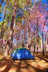 帐篷露营农村季节旅行蓝色公园森林天气假期日落环境图片