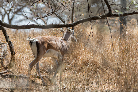 格兰特的瞪羚大草原公园旅游场地牛角绿色旅行游戏食草野生动物图片