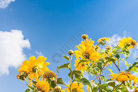 黄花植物蓝色草地宏观毛茛场景天空叶子园艺场地高清图片