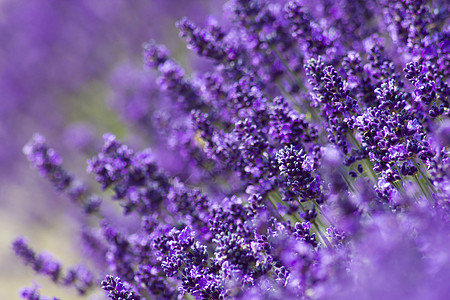 熏衣草花蓝色香味植物草本场地花园绿色紫色香水芳香图片