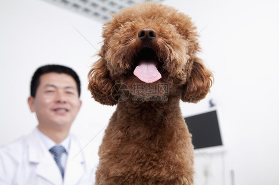 兽医办公室的狗幸福考试职业摄影享受医疗家畜医院短发主人图片
