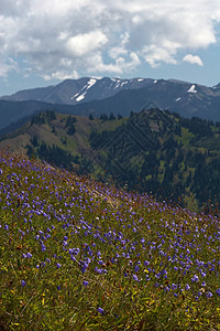 飓风脊山峰高地风景山脉爬坡顶峰公园野花花朵海拔图片