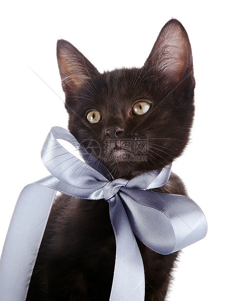 一只灰弓的黑小猫的肖像黑色动物爪子毛皮猫科好奇心耳朵农场食肉乐趣图片