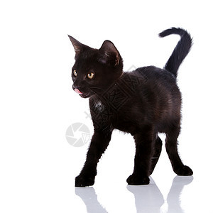 黑小猫花在白色背景上食肉哺乳动物农场爪子眼睛动物黑色耳朵兽医晶须图片