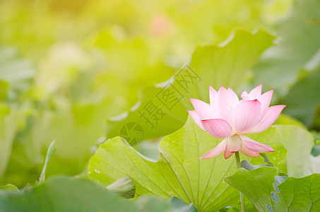 早月莲美丽阳光精神热带花瓣农场场地花园植物群树叶图片