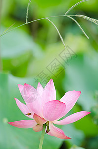 莲花百合精神树叶牧歌植物叶子花园美丽农场场地图片