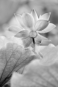 黑色和白莲美丽花瓣场地花园牧歌叶子热带百合树叶植物图片