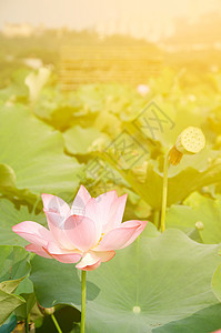 早月莲花瓣阳光植物群植物精神热带美丽百合场地牧歌图片