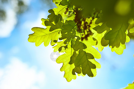 春橡树叶绿色树木橡木森林阳光图片