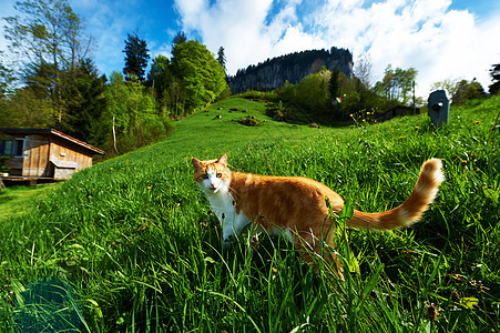 猫在草地里走来走去农村绿色毛皮山脉顶峰高山爬坡旅行天空岩石图片