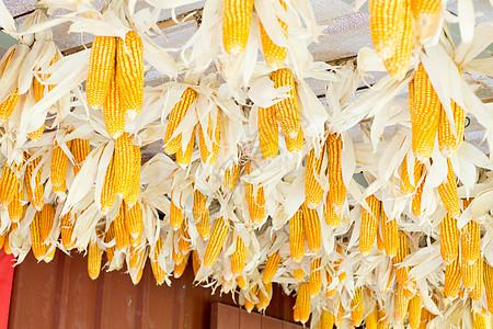 干玉米干货外观作物水平植物庄稼房子食物摄影晴天背景图片