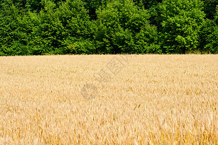 小麦田生长农场稻草绿色面包小麦玉米食物农业谷物图片