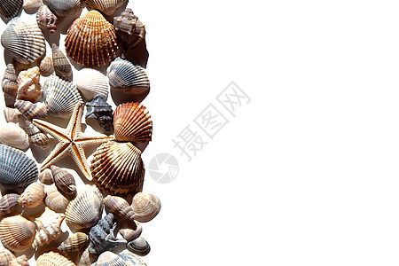 海壳和恒星装饰动物温泉边界甲壳海岸线海洋海滩螺旋星星图片