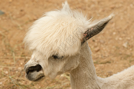 阿尔帕卡荒野酒吧热带监狱锁定骆驼毛羊驼动物园哺乳动物推介会图片