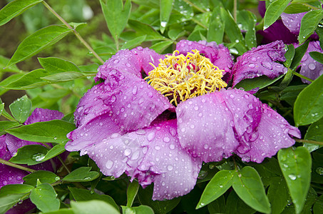 美丽的夏季小马花 加上雨滴图片