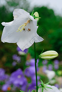 秋花花园绿色植物群白色蓝色花朵天空紫色图片