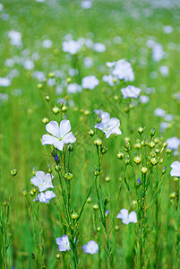 松软字段场地农业植物群蓝色绿色花朵纺织品图片