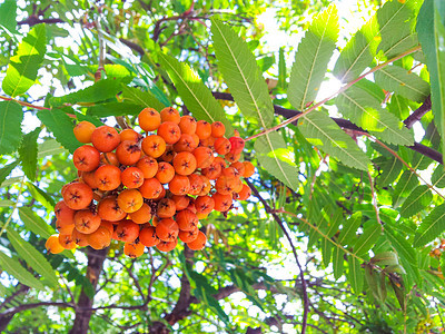 罗万浆果水果花园荒野红色绿色森林季节季节性叶子公园图片