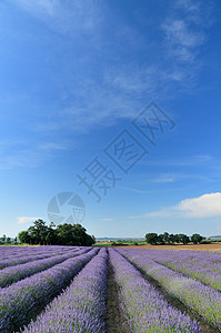 深紫色田地香水栽培疗法环境农村农田晴天线条植物香气图片