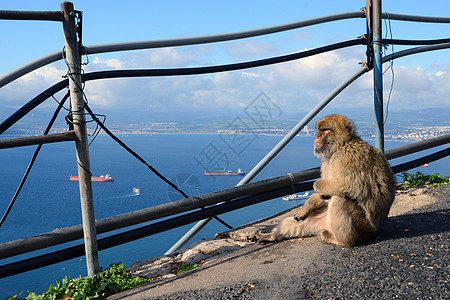 猴子坐在悬崖边 看着大海地平线建筑学建筑物建筑景观场景蓝色风景城市旅行图片