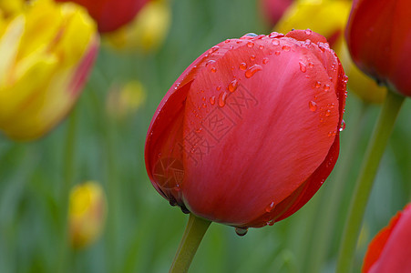 郁金tullip生长黄色绿色植物花瓣季节红色场地郁金香图片