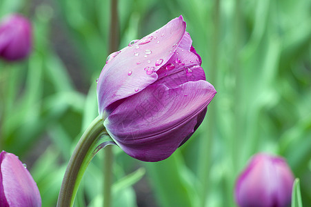 Tullip 郁金场地生长郁金香黄色季节绿色蓝色花瓣植物图片