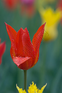 郁金tullip季节生长郁金香绿色花瓣植物场地蓝色橙子黄色图片