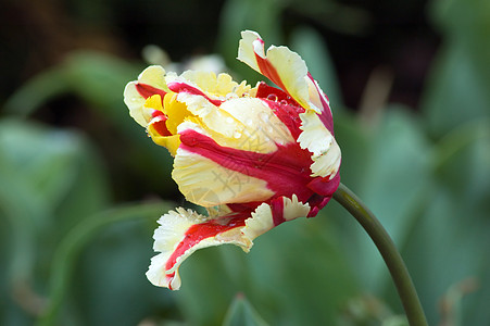 火焰鹦鹉红色郁金香黄色季节花瓣生长植物绿色场地图片