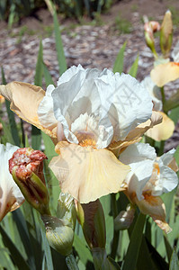 白鼠虹膜蓝色植物群黄色花园绿色鸢尾花白色宏观植物花瓣图片