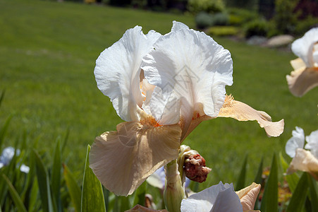 虹蓝色花园黄色鸢尾花宏观绿色白色花瓣植物群植物图片